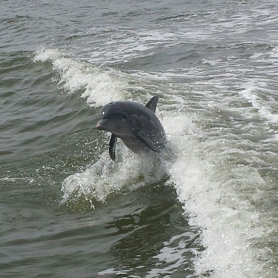 Wildlife & Lagoon Tours with Turtle Mound River Tours in New Smyrna Beach - Daytona Beach