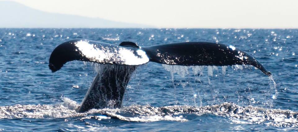 ULTIMATE #1 BIG ISLAND WHALE WATCH photo 2