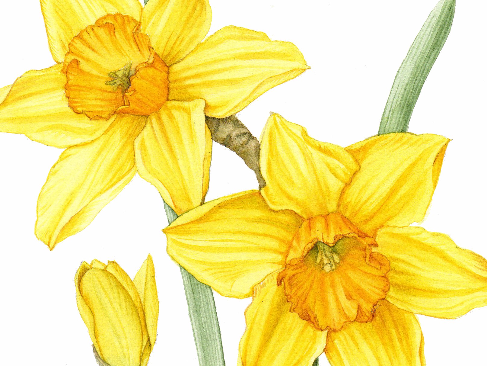 DRAWING DAFFODILS JULIA TRICKEY botanical art tutorials