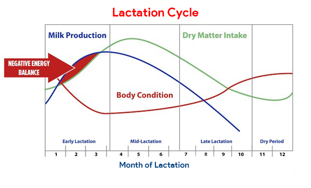 Lactation Cycle of dairy animals