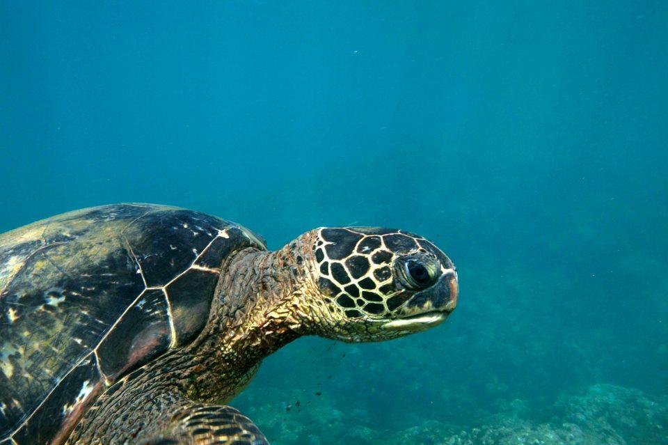 Na Pali Snorkel Adventure photo 1