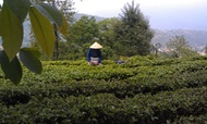 Fengqing Dian Hong 58 from Da Bai Tian