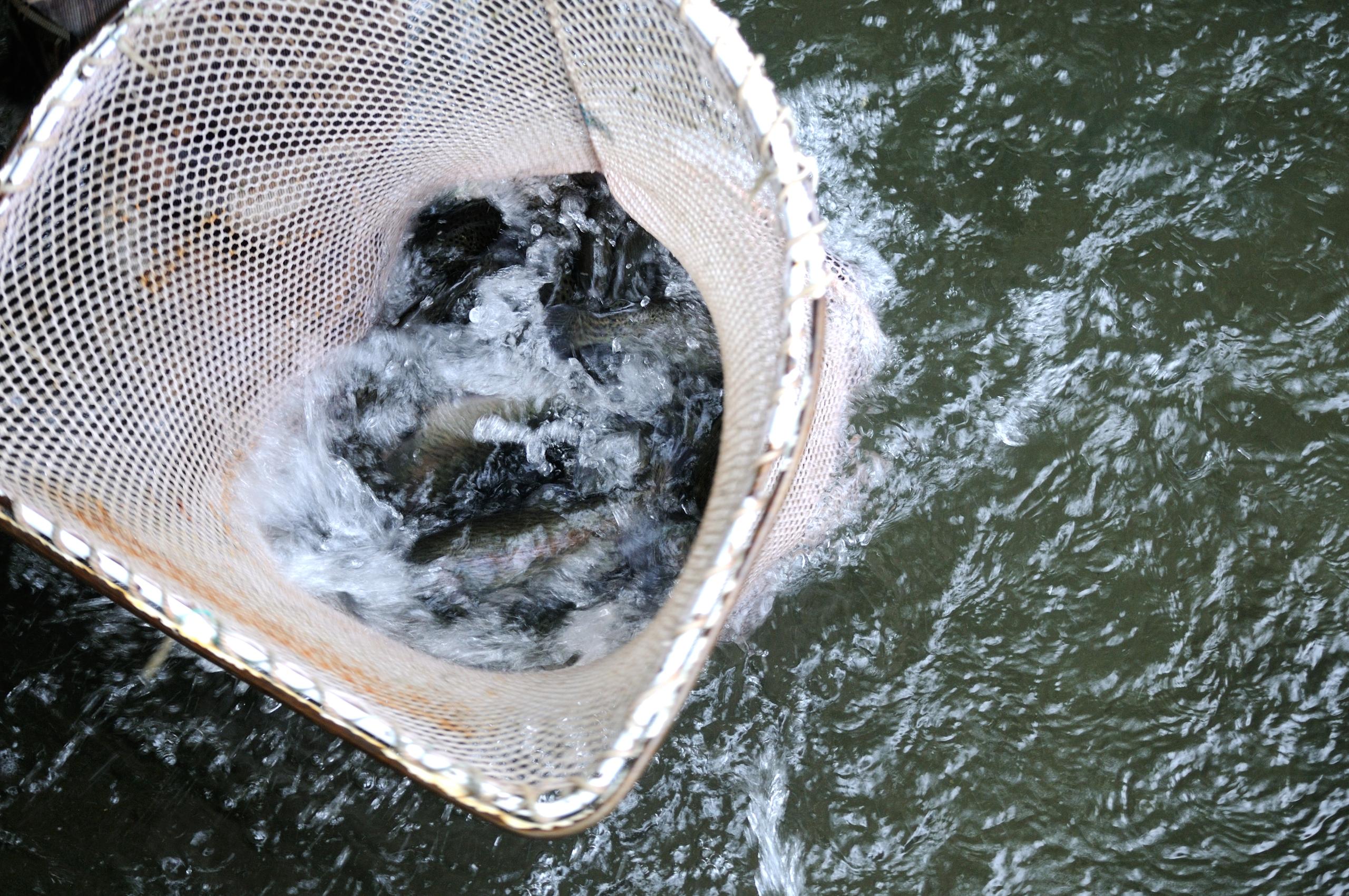 Live Fish Sales photo 4