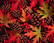 Sweet Evening from Adagio Custom Blends, Spice Lady