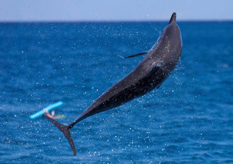 Combination Whale Watch & Snorkel photo 1
