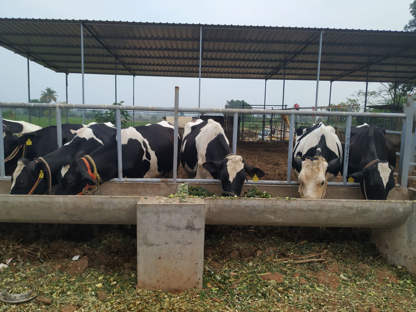 Customized Housing Design for a Small Dairy Farm with 10 Animals | Tep