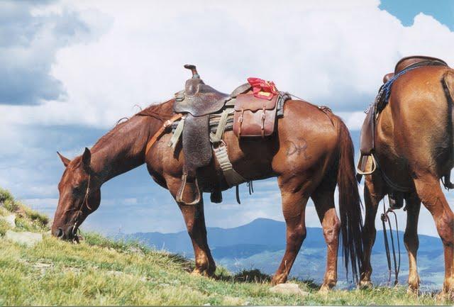 All Day Horseback Ride in Questa, New Mexico - Taos