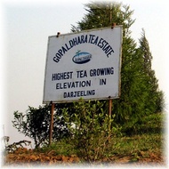 Darjeeling Gopaldhara Wonder FTGFOP1 F.F. CL from Kolodziej and Lieder