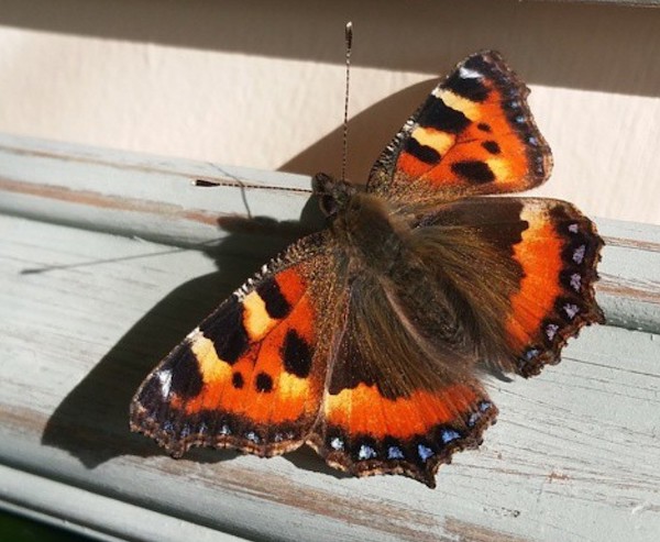 photo of a butterfly - to represent transformation