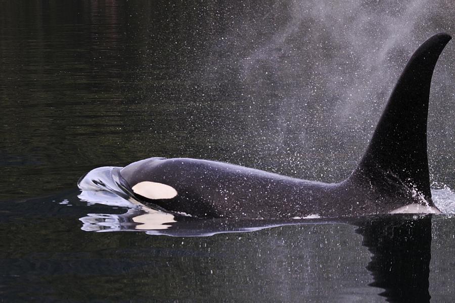 Glacier & Wildlife Boat Charters in Prince William Sound - Anchorage