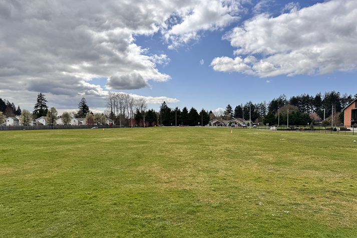 Athletic Field Grass