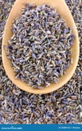 Lavender from Madametj's Fresh Garden
