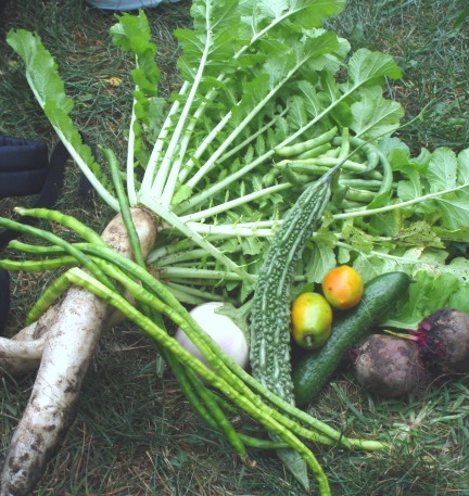 globalgardenfarm.org logo