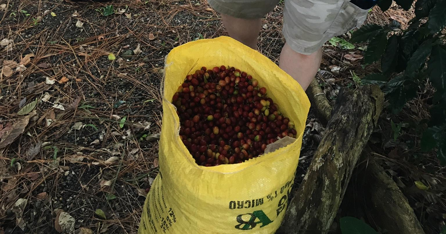 Semi-Private Coffee Plantation Tour ☕️ tour photo 17