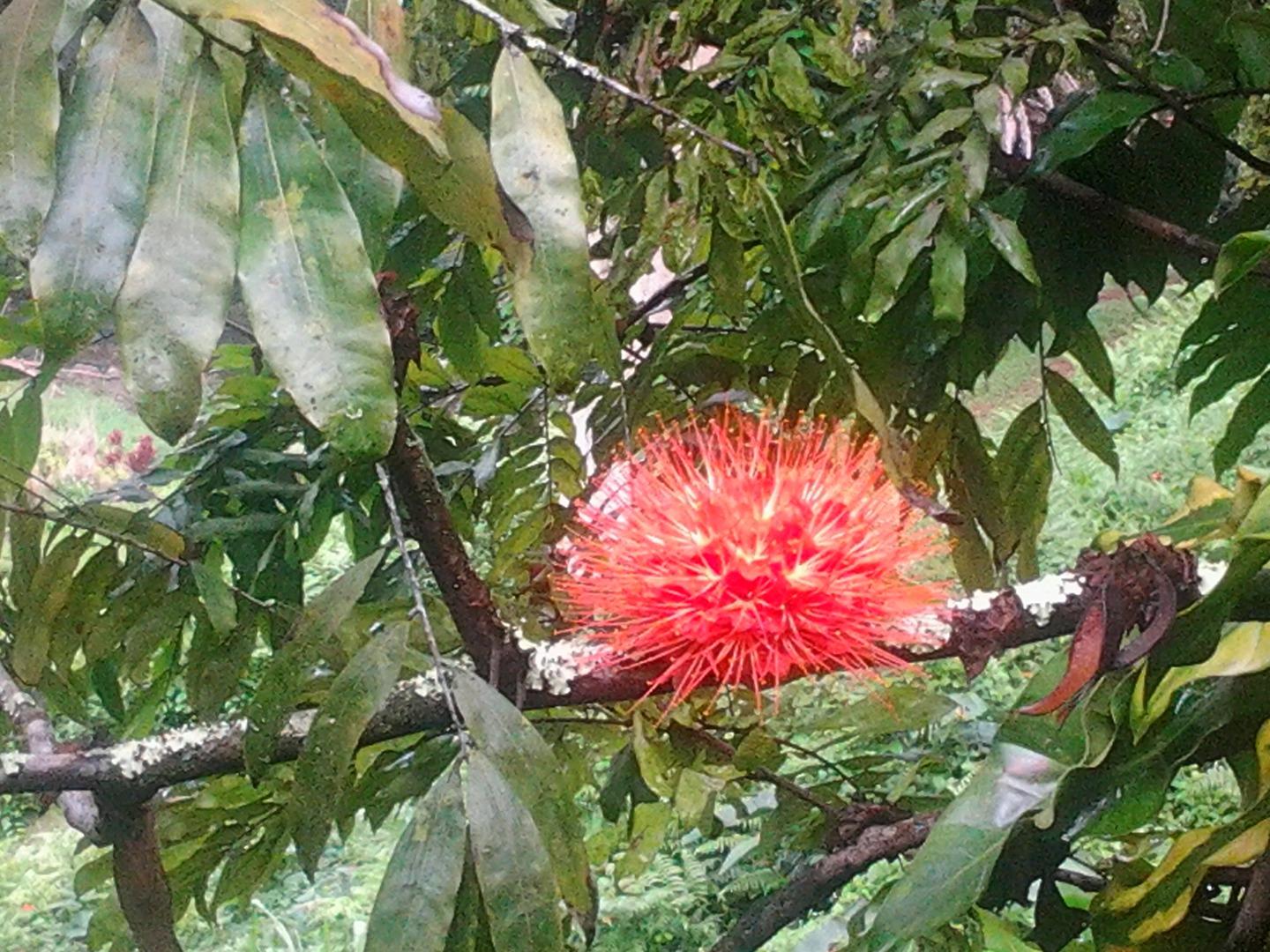 Kauai Private Tour photo 2