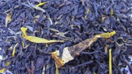 Honeyed Orange from 52teas
