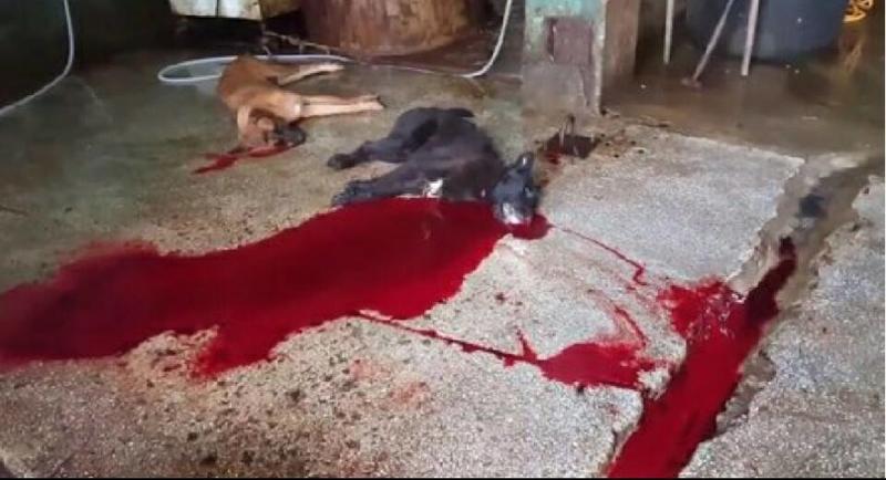 Ulsan Sangae-dong cruel dog slaughter photojpg