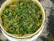 Labrador Tea from Wild Gaspe (Gaspésie Sauvage)