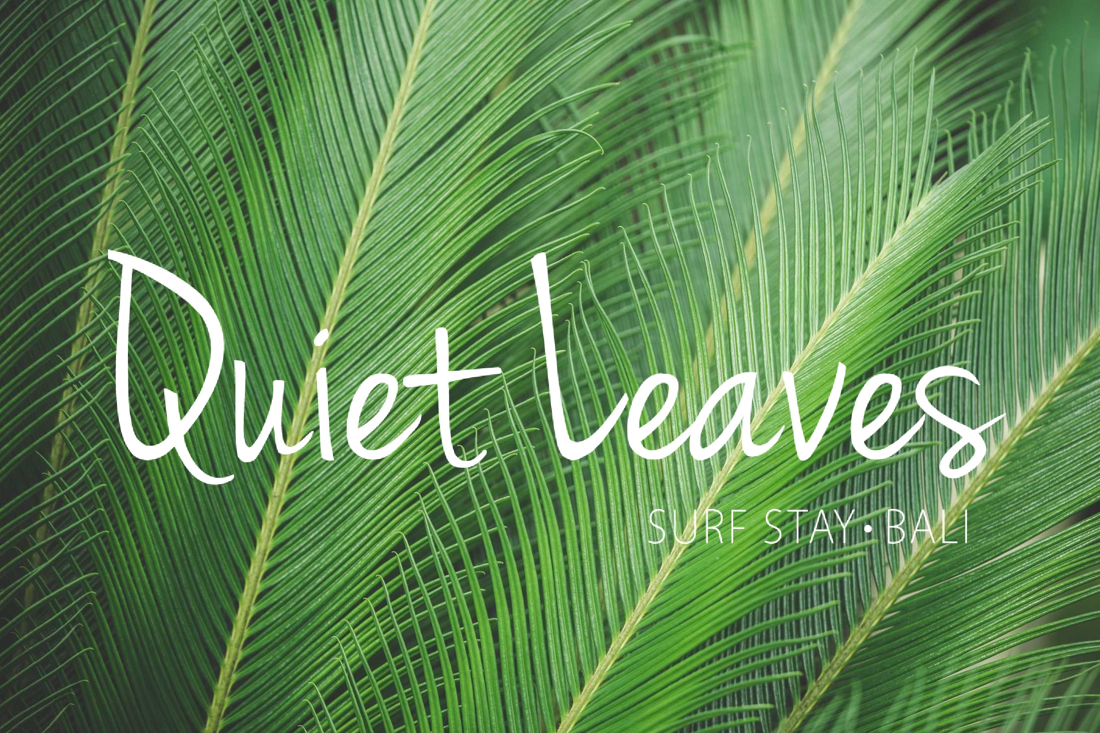 Quiet Leaves Surf Stay logo
