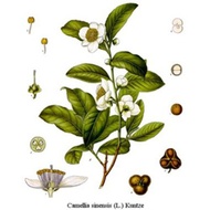 Kukicha from Hina's Tea
