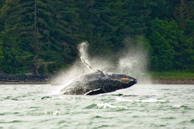 Whale Watching