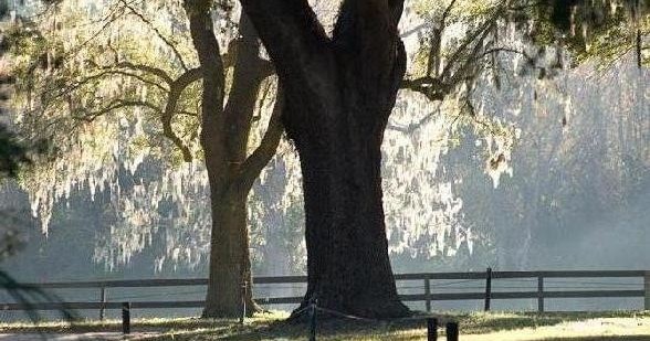 Boone Hall Plantation Tour