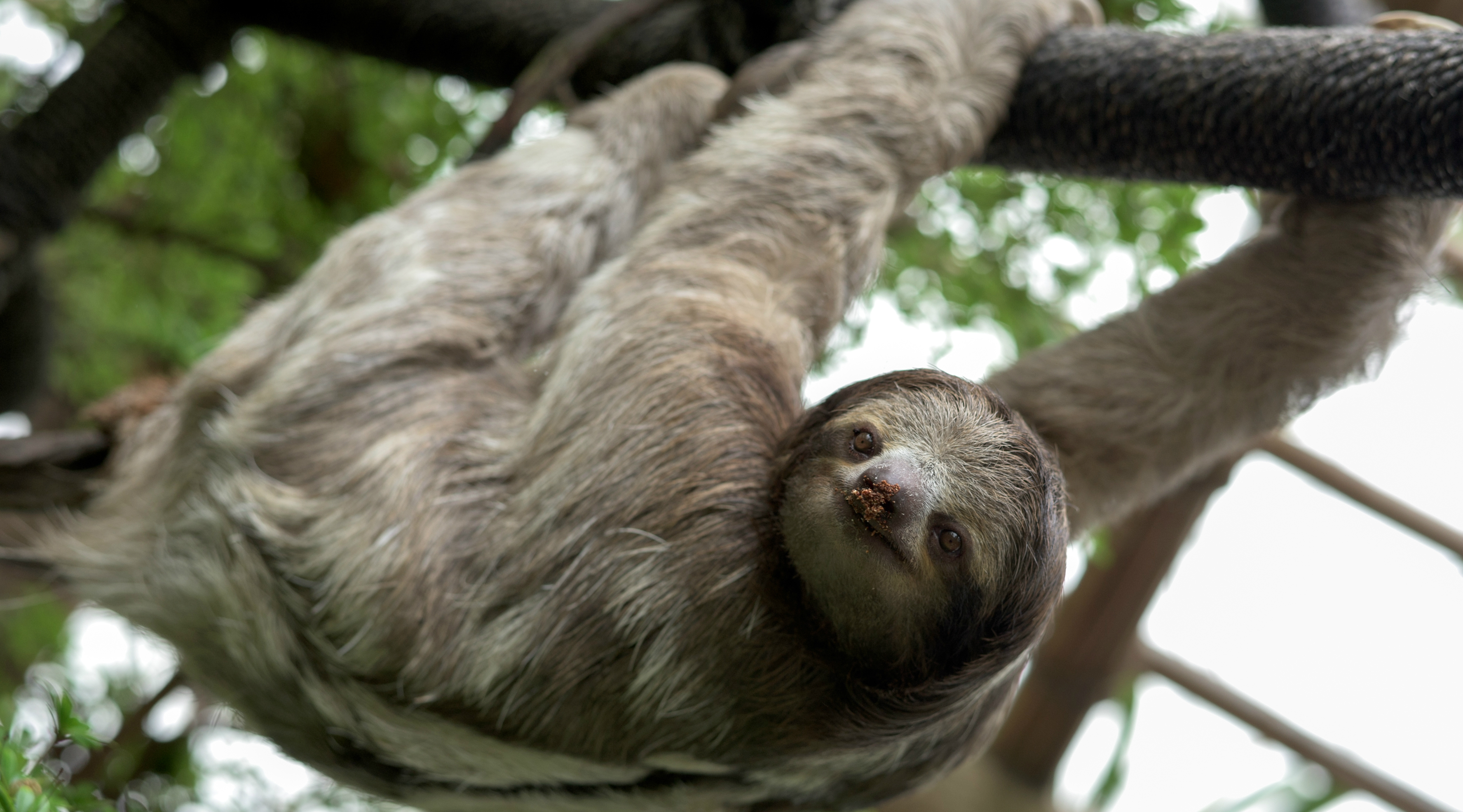 VIP Sloth Encounter in Orlando in Orlando: Book Tours & Activities at
