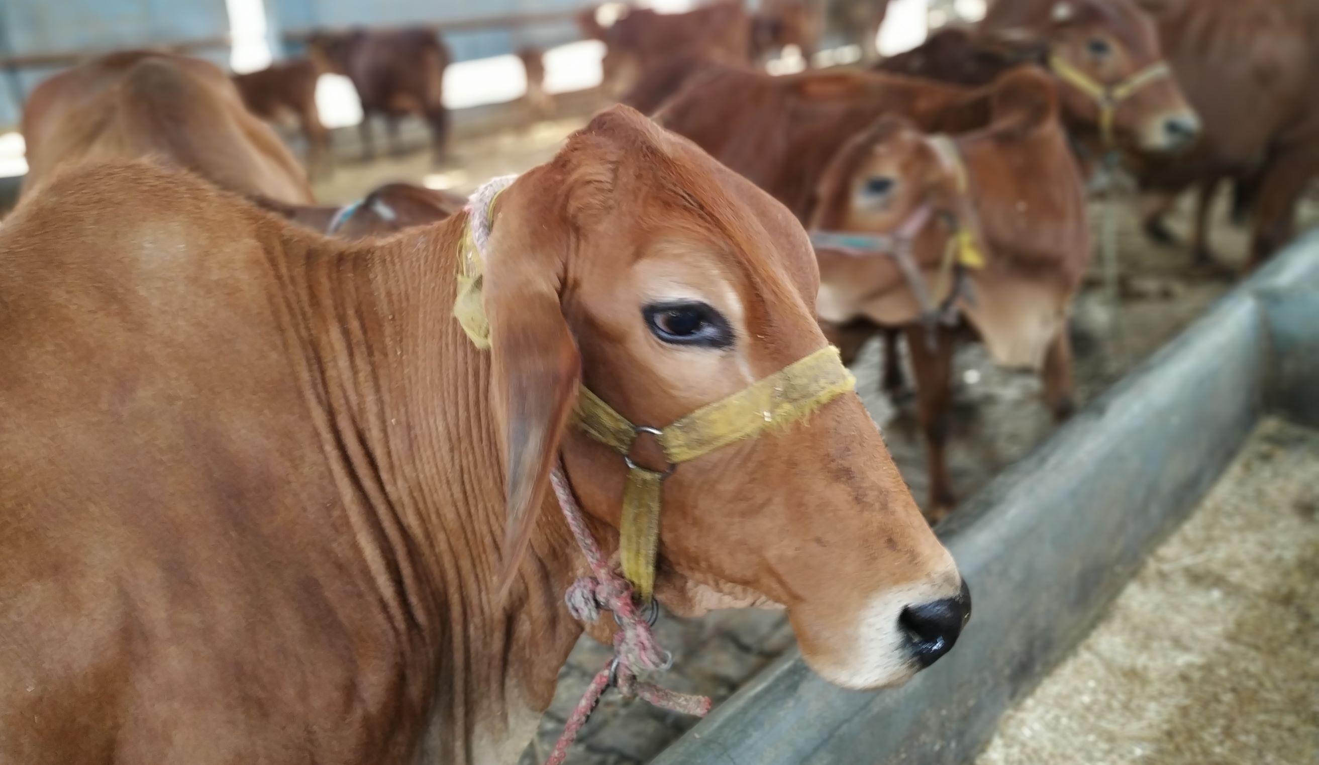 Sahiwal cow dairy farm