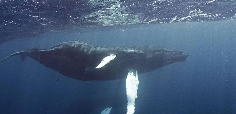 Whale Watch Adventure photo 2