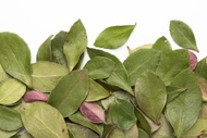 Wintergreen 1st Grade from Camellia Sinensis