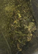 Creamed Osmanthus from Liquid Proust Teas