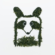 Big Raccoon - Korean Green Tea Daejak from teabento