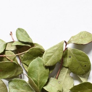 Thé des Bois (Wintergreen) from Floèm (formerly PilKi)
