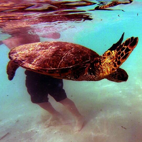 Explore Puako’s Marine Paradise: Kayak & Snorkel Adventure in Hawaii - Waimea