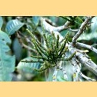 Crab's Claw Parasitic Vine of Jing Mai Mountain from Yunnan Sourcing