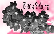 Black Sakura from Adagio Custom Blends