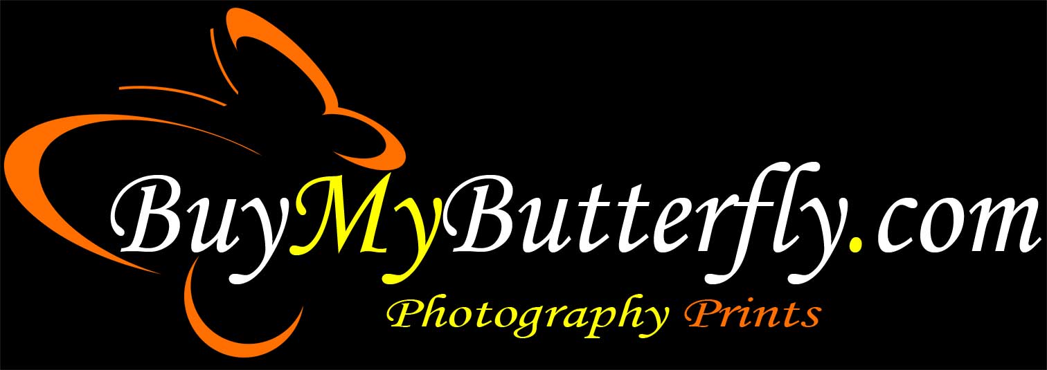 Buy My Butterfly logo