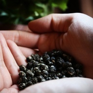 Organic Jasmine Pearls from Butiki Teas