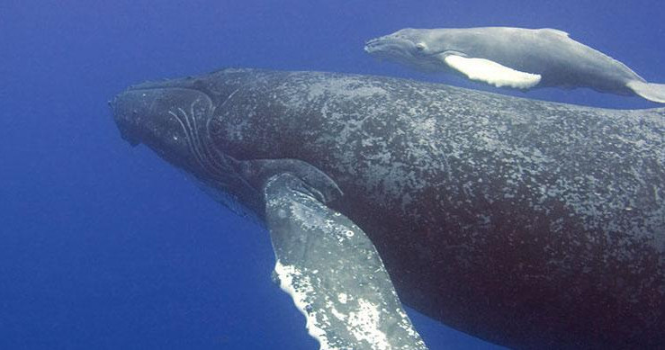 Whale Watch Adventure photo 4