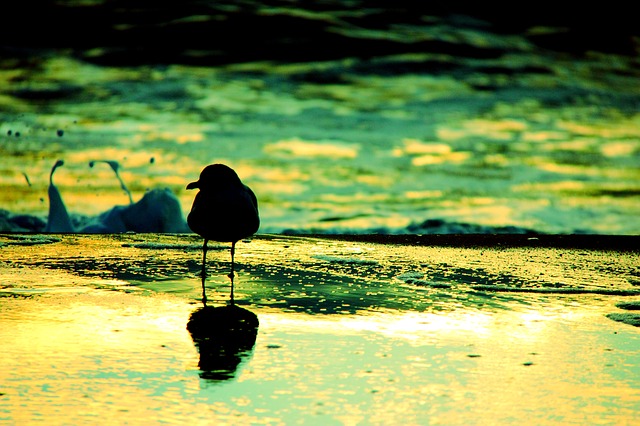 Bird on water