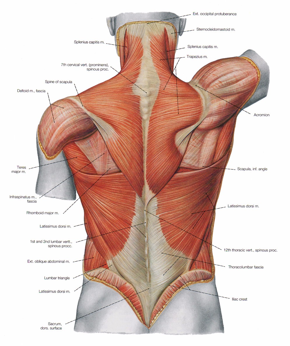 Basic Anatomy Of Training