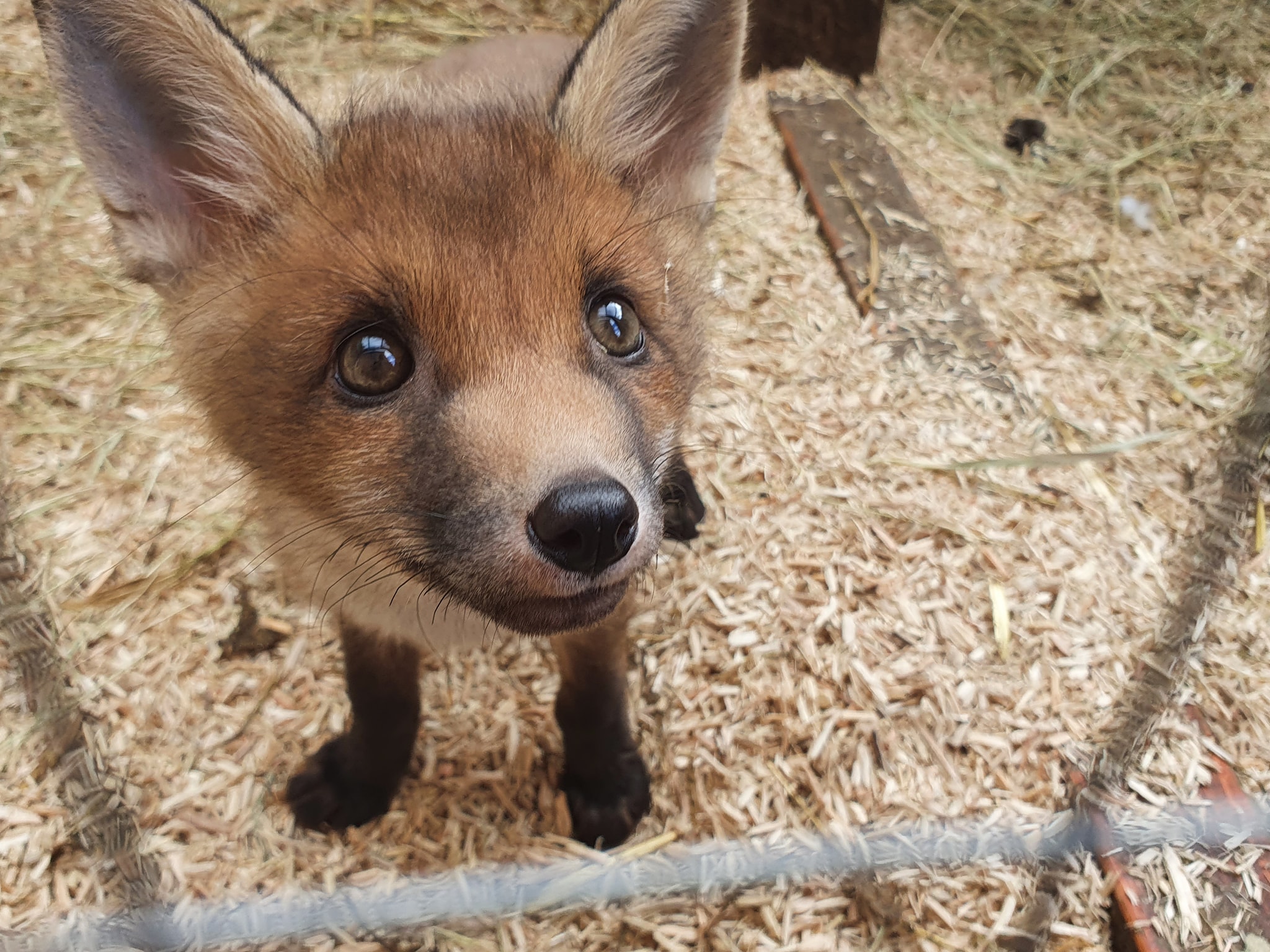Oxfordshire Wildlife Rescue logo
