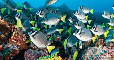 Glass-Bottom Boat Cruises in Key Largo in Key Largo Florida United States