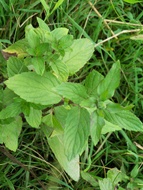 Wild Mint from Gold Creek