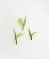 Anji Baicha 2021 First Harvest from Cultivate Tea