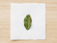 Gold Peony White from Song Tea & Ceramics