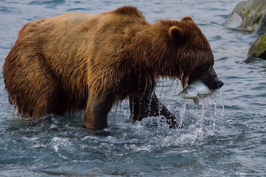 Icefield & Wildlife Adventure with Valdez Outfitters - Valdez