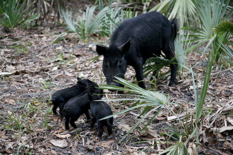 Sow and piglets