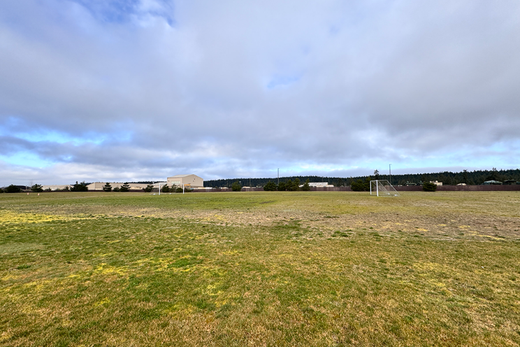 Athletic Field Grass