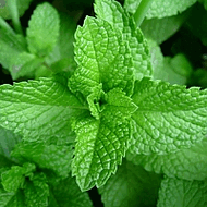 Mint Green Oolong Fragrant Tea from Mountain View Tea Village
